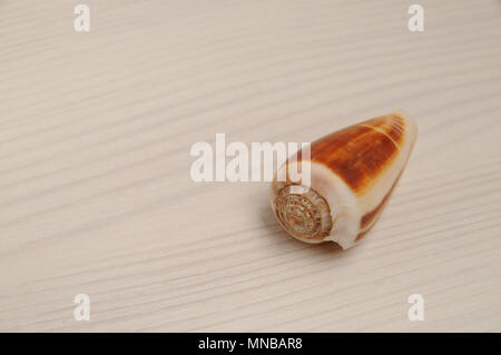 Brown seashell bianco su sfondo di legno con spazio di copia Foto Stock