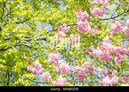 Spring leaves and blossom - uk Foto Stock