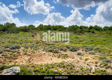 Mallorca, sole che splende sul verde e giallo blooming dune di sabbia in primavera Foto Stock