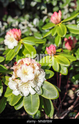Rhododendron "Orizzonte Monarch', catturato qui in primavera nella parte posteriore del fotografo Peter Wheeler's garden nello Shropshire, Inghilterra. Foto Stock