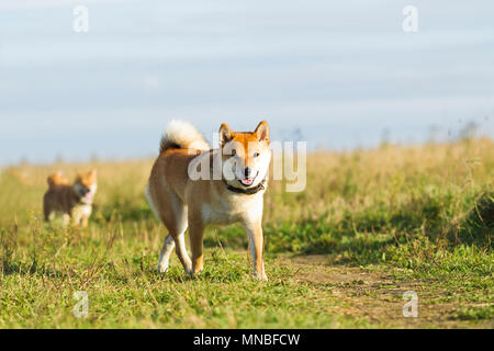 Cani razze giapponesi Sibu Inu su uno sfondo di erba, alla luce del sole Foto Stock