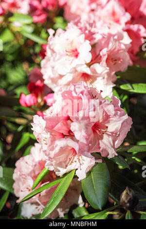 Rhododendron "Virginia Richards', vista qui in fotografo Peter Wheeler del giardino posteriore nello Shropshire, Inghilterra. Foto Stock