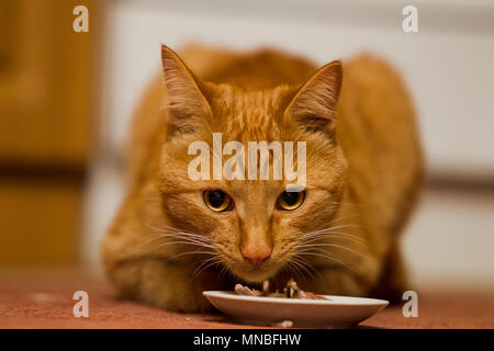 Rosso gatto mangia da una ciotola sul pavimento, luce artificiale Foto Stock