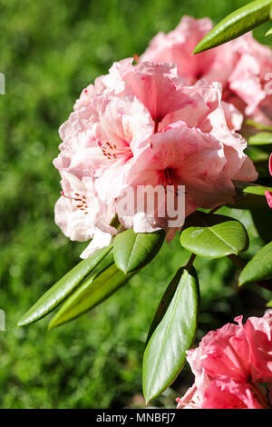 Rhododendron "Virginia Richards', vista qui in fotografo Peter Wheeler del giardino posteriore nello Shropshire, Inghilterra. Foto Stock