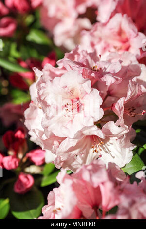 Rhododendron "Virginia Richards', vista qui in fotografo Peter Wheeler del giardino posteriore nello Shropshire, Inghilterra. Foto Stock