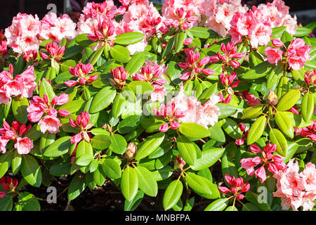 Rhododendron "Virginia Richards', vista qui in fotografo Peter Wheeler del giardino posteriore nello Shropshire, Inghilterra. Foto Stock