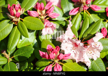 Rhododendron "Virginia Richards', vista qui in fotografo Peter Wheeler del giardino posteriore nello Shropshire, Inghilterra. Foto Stock