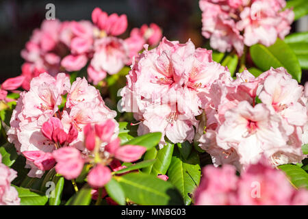 Rhododendron "Virginia Richards', vista qui in fotografo Peter Wheeler del giardino posteriore nello Shropshire, Inghilterra. Foto Stock