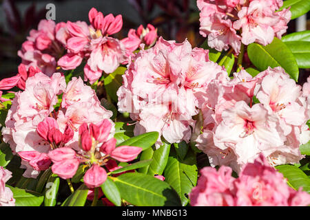 Rhododendron "Virginia Richards', vista qui in fotografo Peter Wheeler del giardino posteriore nello Shropshire, Inghilterra. Foto Stock