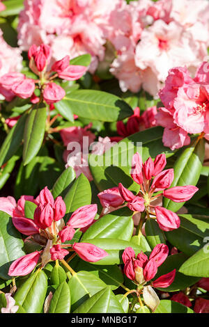 Rhododendron "Virginia Richards', vista qui in fotografo Peter Wheeler del giardino posteriore nello Shropshire, Inghilterra. Foto Stock