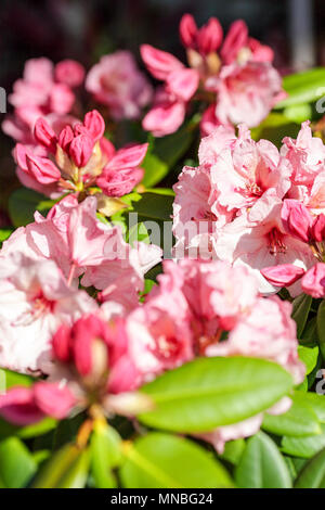 Rhododendron "Virginia Richards', vista qui in fotografo Peter Wheeler del giardino posteriore nello Shropshire, Inghilterra. Foto Stock