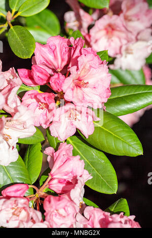 Rhododendron "Virginia Richards', vista qui in fotografo Peter Wheeler del giardino posteriore nello Shropshire, Inghilterra. Foto Stock