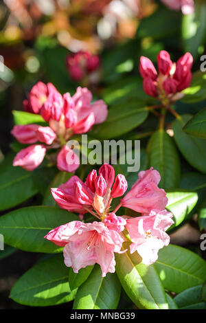 Rhododendron "Virginia Richards', vista qui in fotografo Peter Wheeler del giardino posteriore nello Shropshire, Inghilterra. Foto Stock