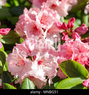 Rhododendron "Virginia Richards', vista qui in fotografo Peter Wheeler del giardino posteriore nello Shropshire, Inghilterra. Foto Stock