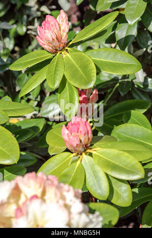 Rhododendron "Orizzonte Monarch', vista qui in fotografo Peter Wheeler del giardino posteriore nello Shropshire, Inghilterra. Foto Stock