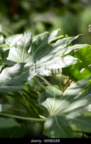 Ampio arbusto leafed visualizzati qui con pezzata luce catturata a Shrewsbury, Inghilterra. Foto Stock