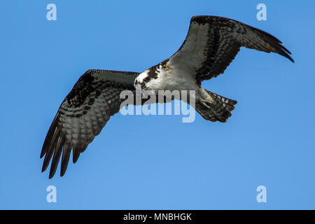 Falco pescatore (Pandion haliaetus) vola nel cielo sopra Fernan lago nel nord Idaho. Foto Stock