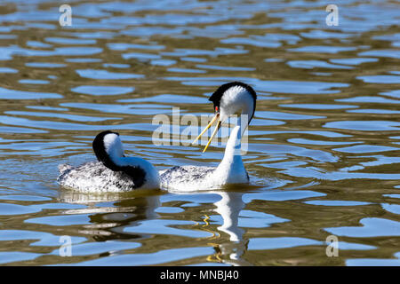 Due Western svassi eseguire 'bob-preening' come parte della loro coppia il comportamento di incollaggio sul lago Klamath superiore nel sud della Oregon, Stati Uniti d'America. Foto Stock