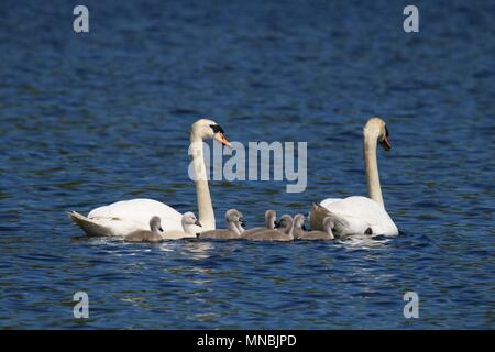 Una famiglia di Cigni muti Cygnus olor nuoto insieme su un laghetto in primavera Foto Stock