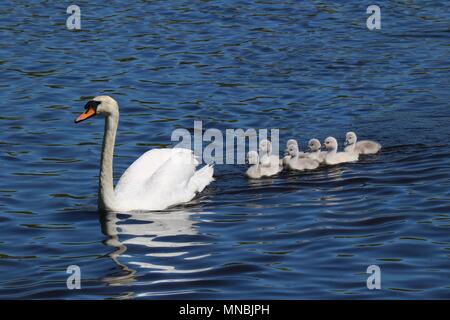 Una famiglia di Cigni muti Cygnus olor nuoto insieme su un laghetto in primavera Foto Stock