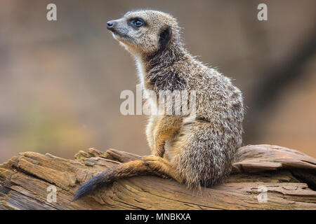 Un Meerkat seduto sul tronco di albero. Foto Stock