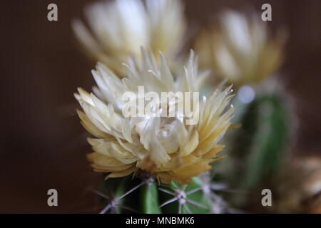 Primo piano di un fiore giallo su un cactus Foto Stock