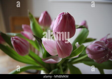 Tulipani rosa in un vaso su un tavolo da pranzo Foto Stock