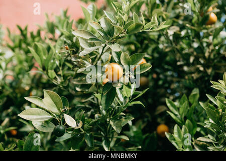 Tangerini su un ramo. Tempo del raccolto. Delizioso e sano cibo. Foto Stock