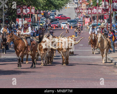 Longhorn bovini Roundup FT Worth Stockyards Foto Stock