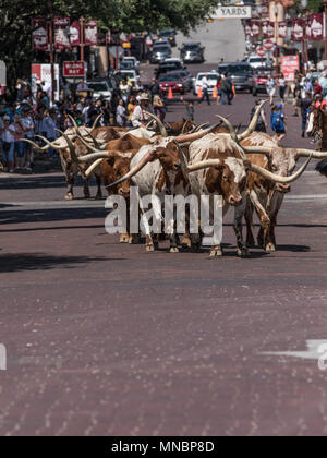 Longhorn bovini Roundup FT Worth Stockyards Foto Stock