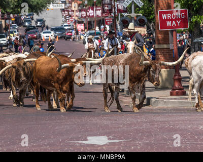 Longhorn bovini Roundup FT Worth Stockyards Foto Stock