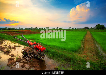 Red power timone in campo di riso sul tramonto Foto Stock