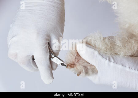 Prendersi cura delle unghie del cane vista ravvicinata Foto Stock