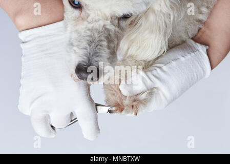 Cane manicure tema. Il taglio di unghie del cane con clipper vista ravvicinata Foto Stock