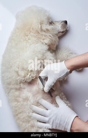 Medical vet ispezione del cane. Veterinario tema del cane Foto Stock