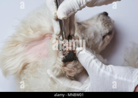 La guarigione della zampa del cane dopo la lesione in clinica veterinaria. Close-up della zampa del cane Foto Stock