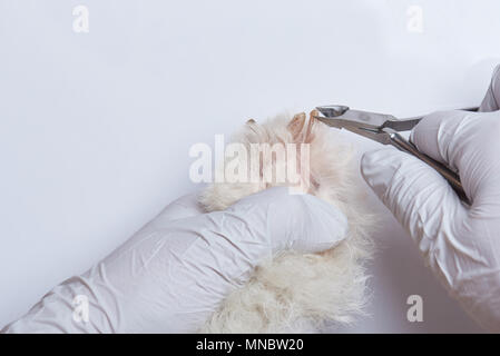 Close-up di clipping cane chiodi isolati su sfondo bianco Foto Stock