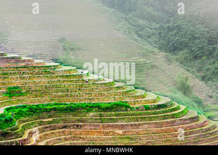 Uno splendido scenario di riso cinese terrazza vicino a Guilin nella provincia di Guangxi Foto Stock
