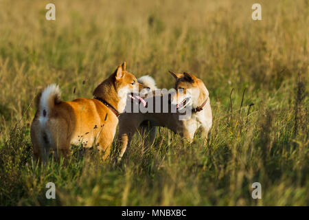 Cani razze giapponesi Sibu Inu su uno sfondo di erba, alla luce del sole Foto Stock