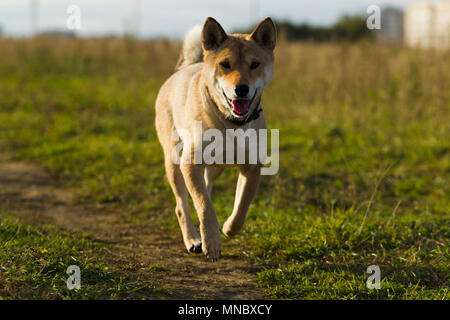 Cani razze giapponesi Sibu Inu su uno sfondo di erba, alla luce del sole Foto Stock