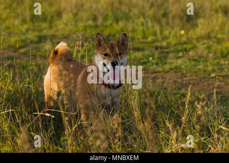 Cani razze giapponesi Sibu Inu su uno sfondo di erba, alla luce del sole Foto Stock