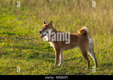 Cani razze giapponesi Sibu Inu su uno sfondo di erba, alla luce del sole Foto Stock