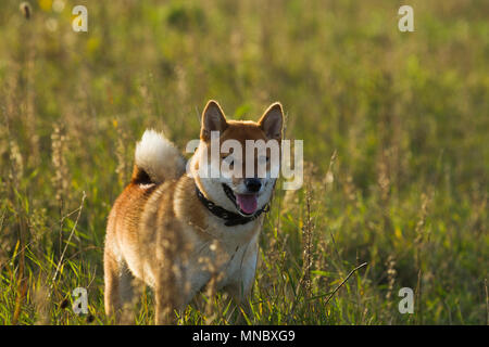 Cani razze giapponesi Sibu Inu su uno sfondo di erba, alla luce del sole Foto Stock
