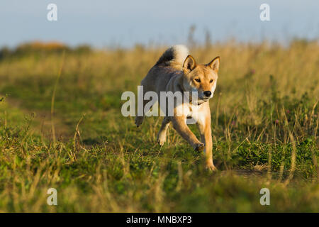 Cani razze giapponesi Sibu Inu su uno sfondo di erba, alla luce del sole Foto Stock