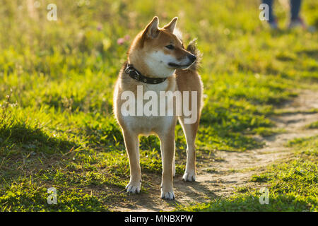 Cani razze giapponesi Sibu Inu su uno sfondo di erba, alla luce del sole Foto Stock