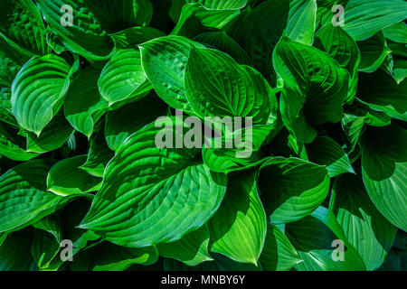 Naturale sfondo astratto con foglie verdi in close-up. Foto Stock