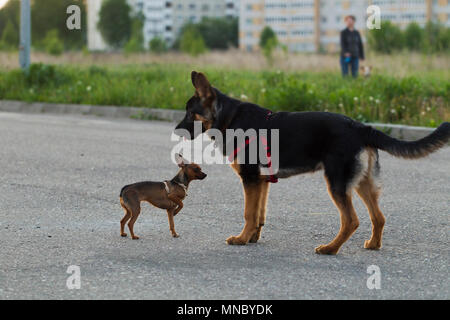 Russian toy terrier e di un cucciolo di cane alsaziano per una passeggiata in città la luce della sera Foto Stock