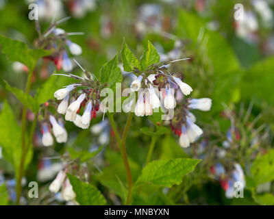 Comfrey' Hidcote Blue' Symphytum (noto anche come comphrey) nel giardino di erbe aromatiche Foto Stock