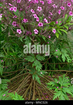 Geranium maderense, noto come erba gigante-Robert o di Madera cranesbill Foto Stock