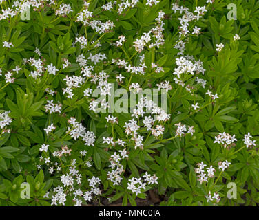 Sweet woodruff, Galium odoratum nel giardino di erbe aromatiche Foto Stock